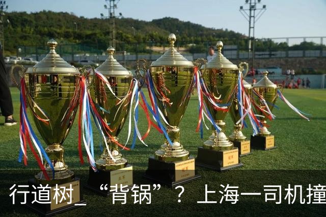 行道树 “背锅”？上海一司机撞树后主张树木全责，结果来了